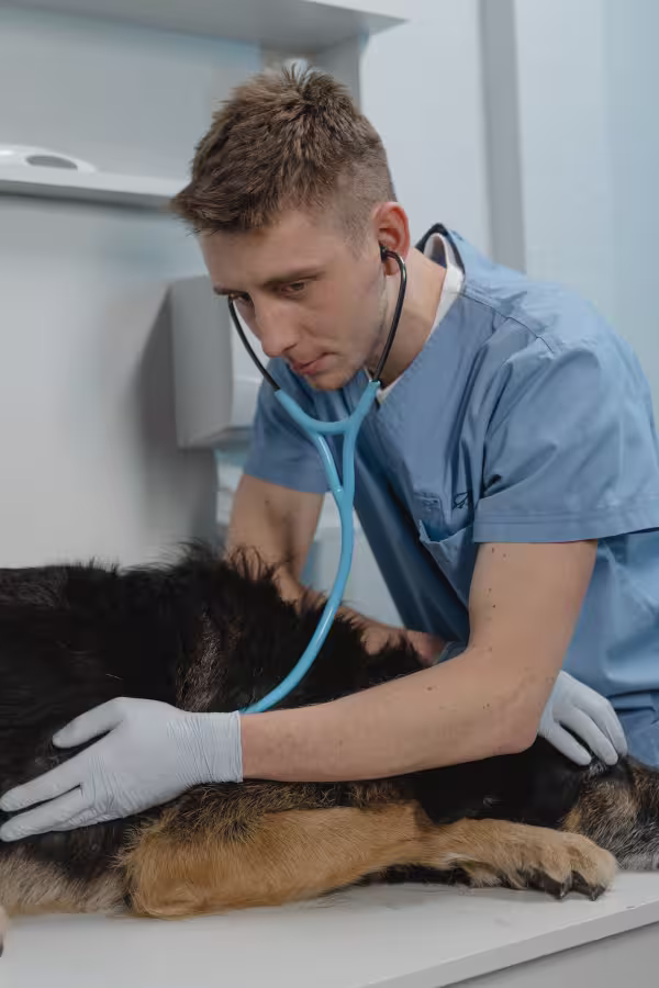 Campo Laboral Médico Veterinario