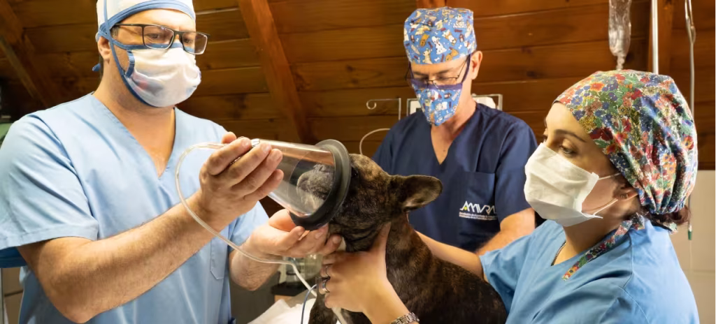 Carrera de Medicina Veterinaria